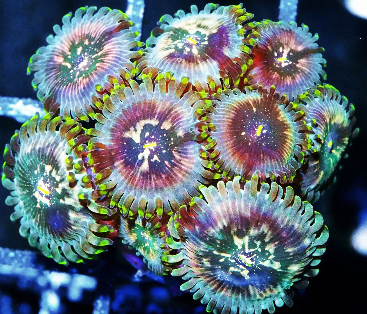 Beautiful Zoas Available 30 off REEF2REEF Saltwater and Reef